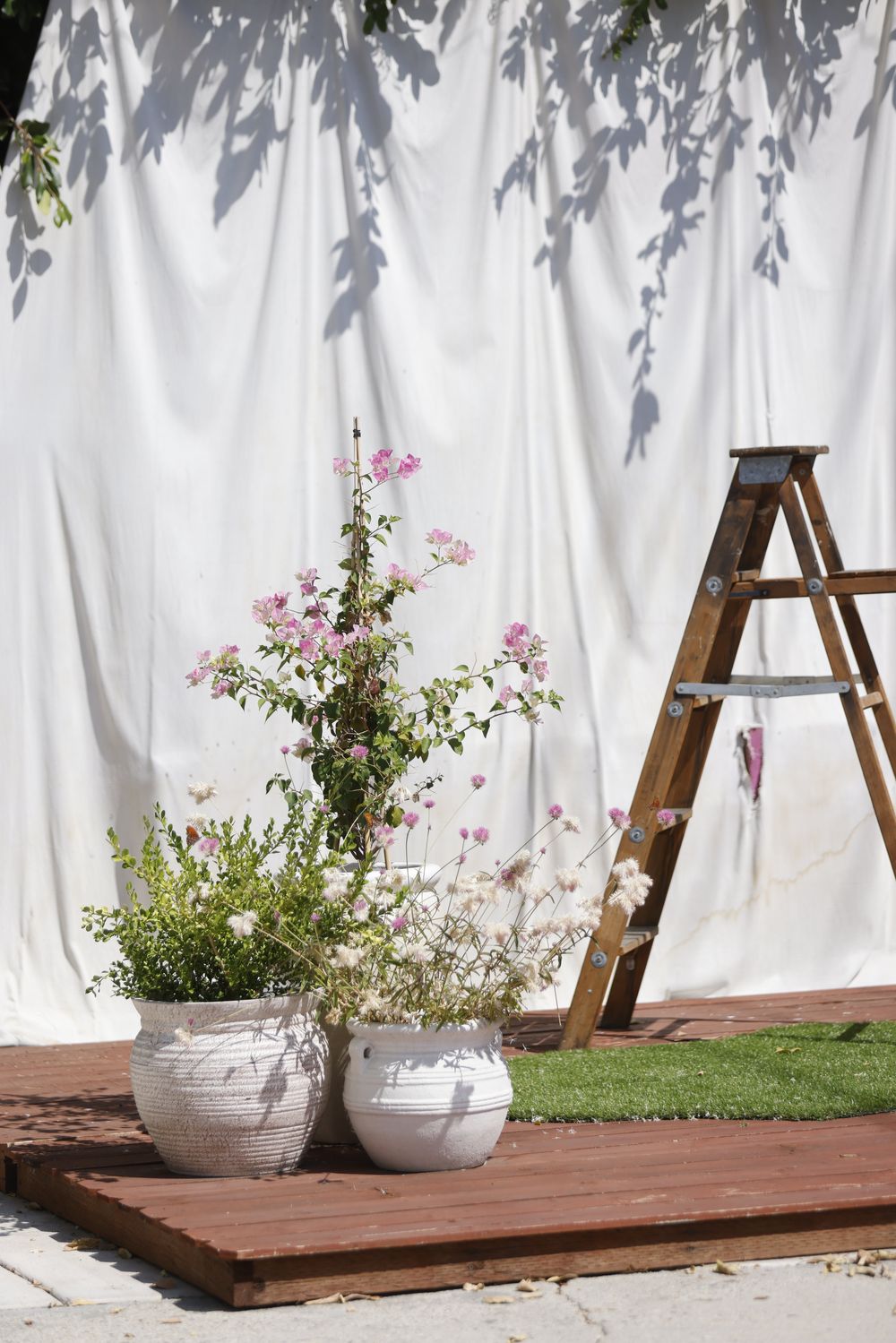 Potted bougainvillea and dried flowers against a white draped backdrop.